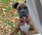 Small Photo #1 Boxer Puppy For Sale in ORRVILLE, OH, USA