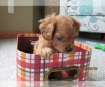 Small Photo #6 Cavapoo Puppy For Sale in FINDLAY, OH, USA