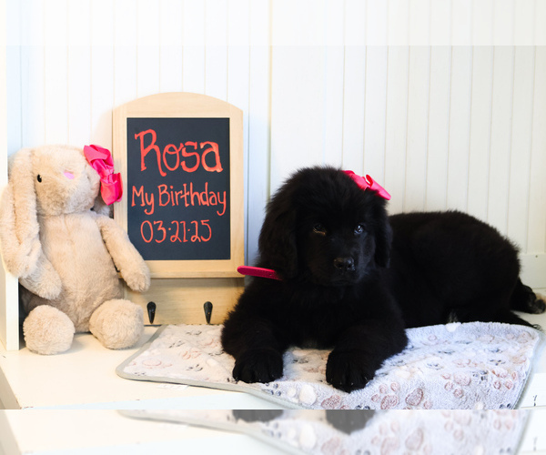 Medium Photo #1 Newfoundland Puppy For Sale in HENDERSONVILLE, NC, USA