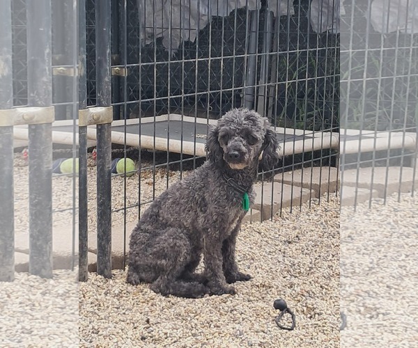 Medium Photo #1 Poodle (Miniature) Puppy For Sale in Mukwonago, WI, USA