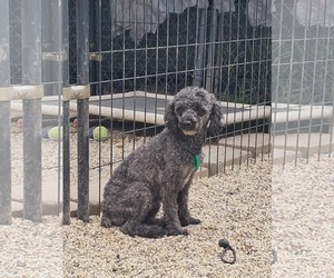Poodle (Miniature) Dogs for adoption in Mukwonago, WI, USA