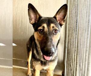 German Shepherd Dog Dogs for adoption in San Bernardino, CA, USA