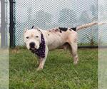 Small American Staffordshire Terrier Mix