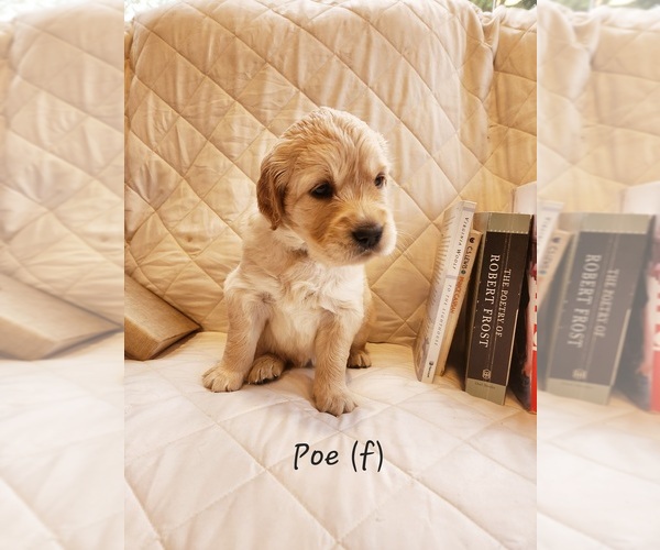 Medium Photo #1 Golden Retriever Puppy For Sale in RINDGE, NH, USA
