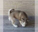 Small Photo #3 Siberian Husky Puppy For Sale in SEYMOUR, MO, USA