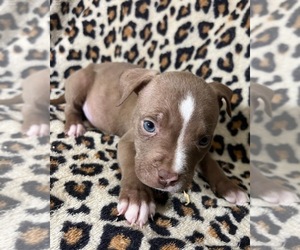 American Bully Puppy for Sale in LUBBOCK, Texas USA