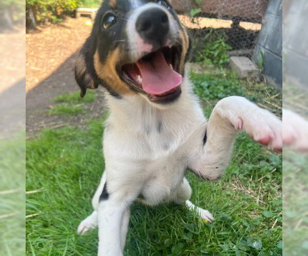 Medium Photo #4 Australian Shepherd-Unknown Mix Puppy For Sale in Techny, IL, USA