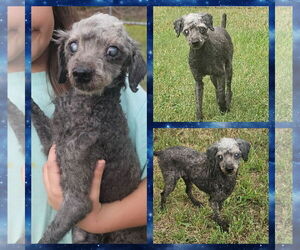 Poodle (Miniature) Dogs for adoption in Blacksburg, SC, USA