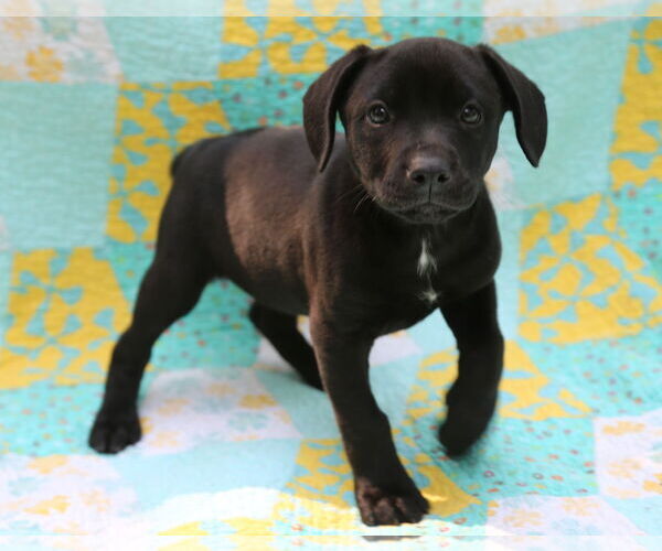 Medium Photo #16 Mutt Puppy For Sale in Wakefield, RI, USA