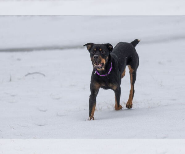 Medium Photo #2 Rottweiler Puppy For Sale in Aurora, OH, USA