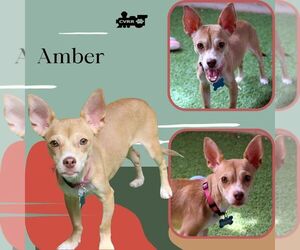 Chihuahua-Unknown Mix Dogs for adoption in Lindsay, CA, USA