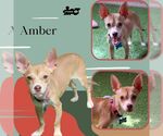 Small Chihuahua Mix
