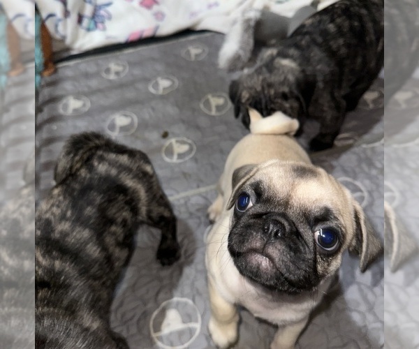 Medium Photo #7 Pug Puppy For Sale in TROY, MO, USA