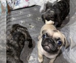 Small #6 Pug
