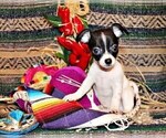 Small #3 Chihuahua