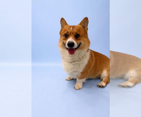 Medium Photo #1 Mutt Puppy For Sale in Sandy, UT, USA