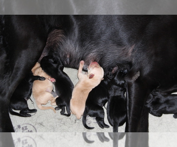 Medium Photo #2 Labrador Retriever Puppy For Sale in LOVELADY, TX, USA