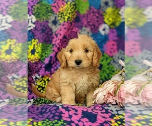 Goldendoodle (Miniature) Puppy for sale in QUARRYVILLE, PA, USA