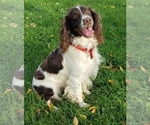 Small Photo #1 English Springer Spaniel Puppy For Sale in WOOSTER, OH, USA