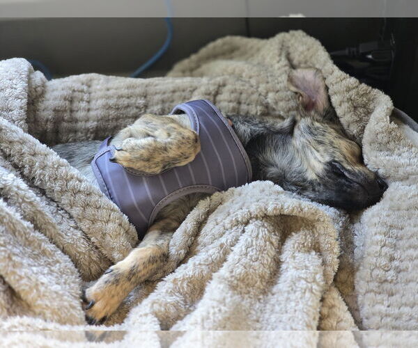 Medium Photo #4 Dachshund-Plott Hound Mix Puppy For Sale in The Woodlands, TX, USA