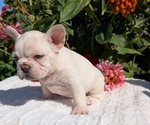 Small #11 French Bulldog