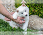 Small #2 Pomsky