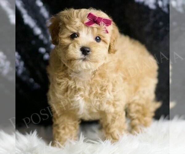 Medium Photo #4 Maltipoo Puppy For Sale in WARSAW, IN, USA