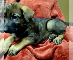 German Shepherd Dog Puppy for Sale in CLARKSVILLE, Indiana USA