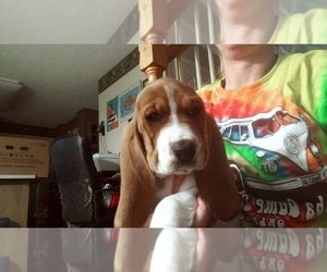 Basset Hound Puppy for sale in S CHESTERFLD, VA, USA