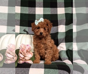 Poodle (Miniature) Puppy for sale in LEOLA, PA, USA