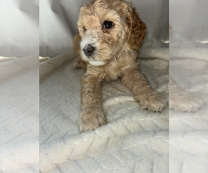 Goldendoodle Puppy for sale in MANTECA, CA, USA