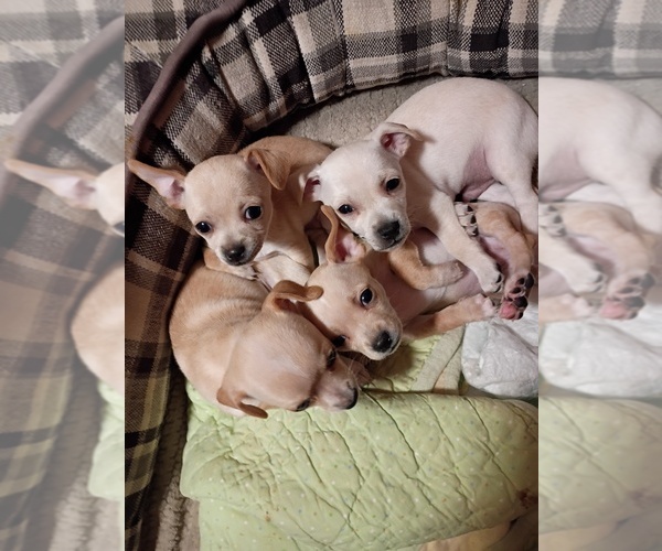 Medium Photo #1 Chihuahua Puppy For Sale in CLIFTON, CO, USA