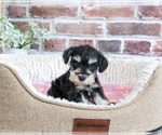 Small #4 Schnauzer (Miniature)
