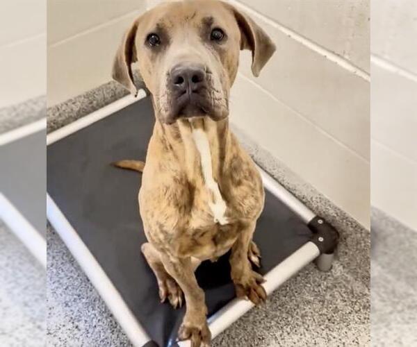 Medium Photo #2 Mutt Puppy For Sale in Houston, TX, USA