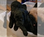 Small Photo #2 Goldendoodle Puppy For Sale in GAFFNEY, SC, USA