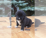 Small #2 Golden Labrador Mix