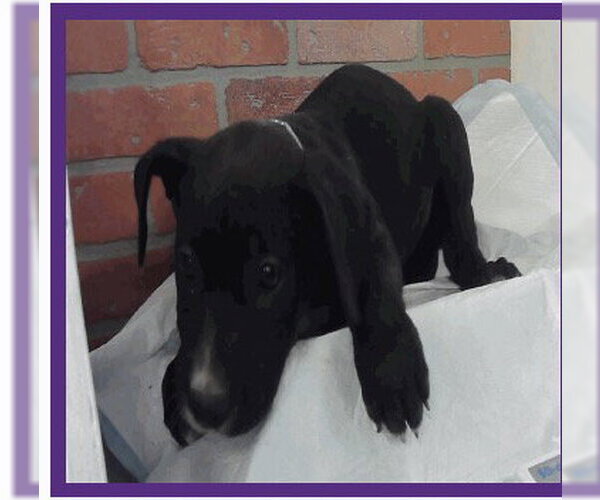 Medium Photo #1 Great Dane Puppy For Sale in Bullard, TX, USA