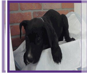 Great Dane Dogs for adoption in Bullard, TX, USA