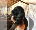 Small Photo #23 German Shepherd Dog Puppy For Sale in GRAHAM, MO, USA