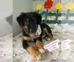 Small #1 Labrador Retriever Mix