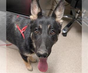 German Shepherd Dog Dogs for adoption in Bakersfield, CA, USA