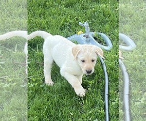 Labrador Retriever Puppy for Sale in SPOKANE, Washington USA