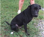 Small #1 Labrador Retriever Mix