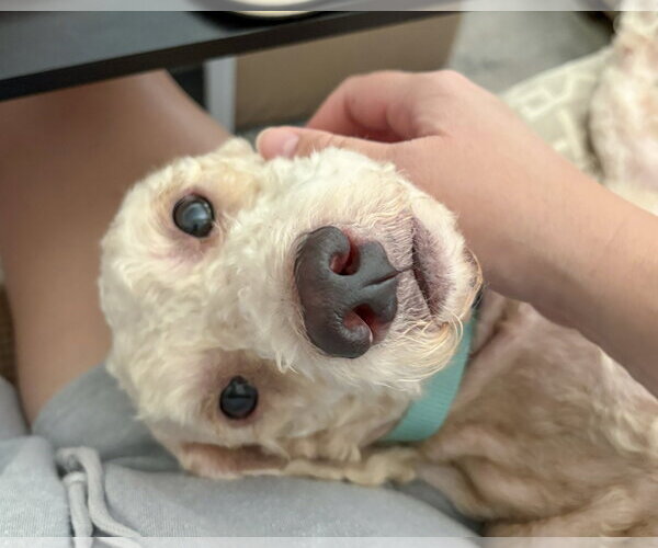 Medium Photo #8 Poodle (Miniature)-Unknown Mix Puppy For Sale in Corona, CA, USA