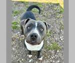 Small #1 American Pit Bull Terrier Mix