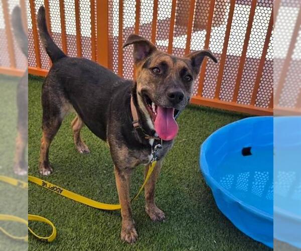Medium Photo #2 German Shepherd Dog-Unknown Mix Puppy For Sale in Las Vegas, NV, USA