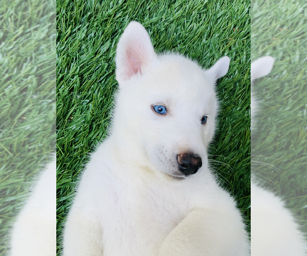 Medium Photo #3 Siberian Husky Puppy For Sale in ATL, GA, USA