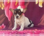 Small #6 French Bulldog-Jack Russell Terrier Mix