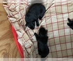 Small Photo #12 Labrador Retriever Puppy For Sale in KERNERSVILLE, NC, USA