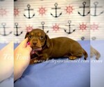 Image preview for Ad Listing. Nickname: Mini Tom